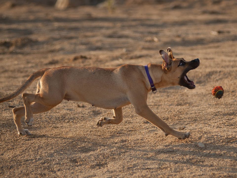 Documentary dog photography in Mexico, Dennis Berti (5)