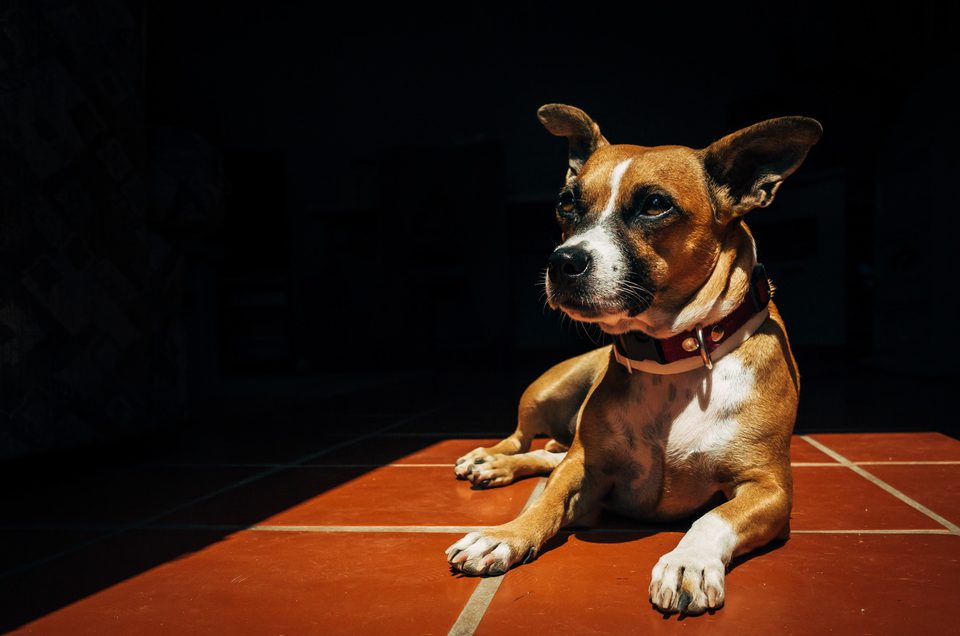 Documentary dog photography in Mexico, Dennis Berti (7)