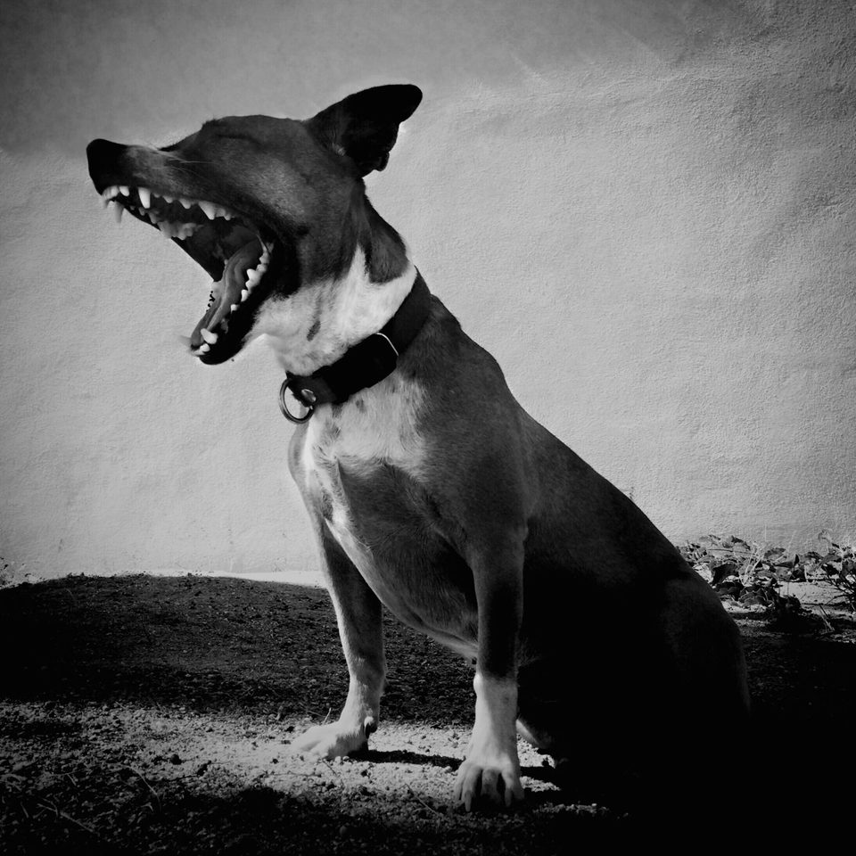 Fotografía documental de perros en México, Dennis Berti (16)
