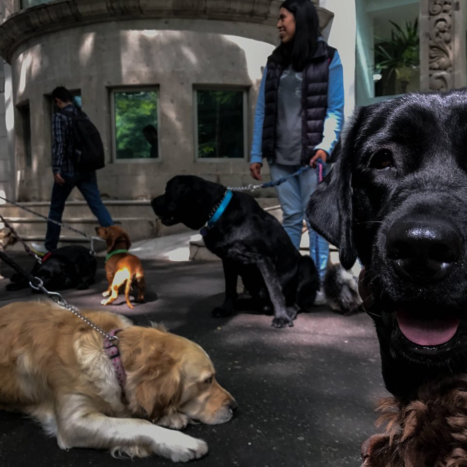 Fotografía documental de perros en México, Dennis Berti (8)