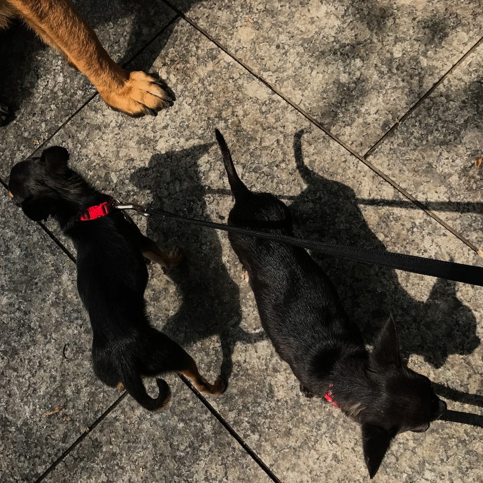 Documentary dog photography in Mexico, Dennis Berti (19)