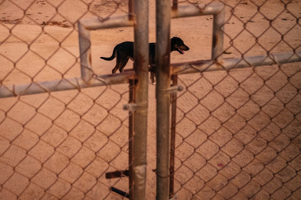Documentary dog photography in Mexico, Dennis Berti (17)