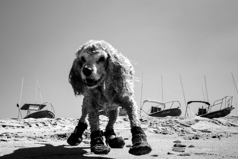Fotografía documental de perros en México, Dennis Berti (20)