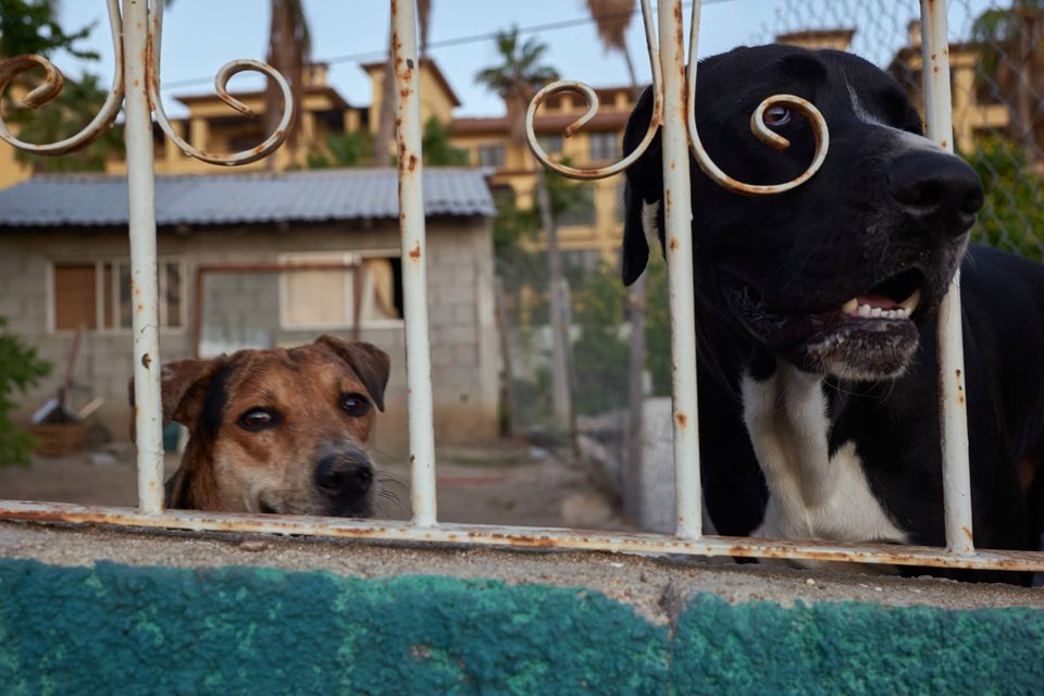 Documentary dog photography in Mexico, Dennis Berti (31)