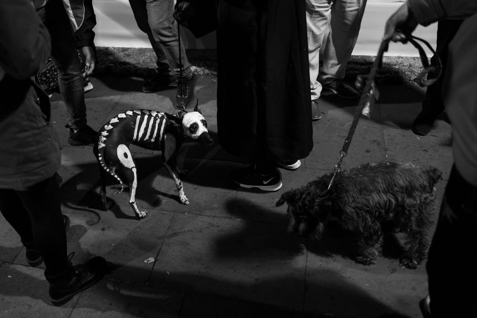Fotografía documental de perros en México, Dennis Berti (12)