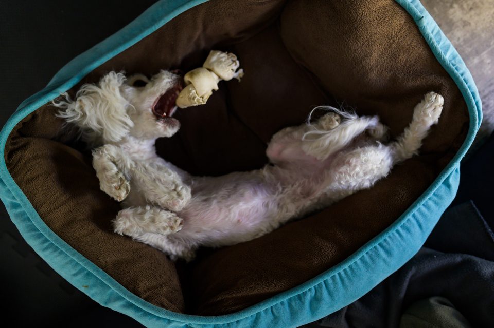 Fotografía documental de perros en México, Dennis Berti (24)