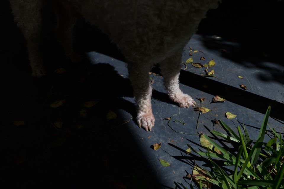 Documentary dog photography in Mexico, Dennis Berti (13)