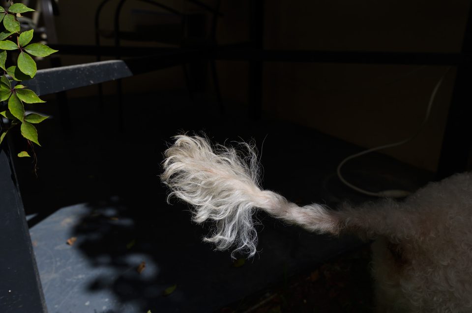 Documentary dog photography in Mexico, Dennis Berti (9)