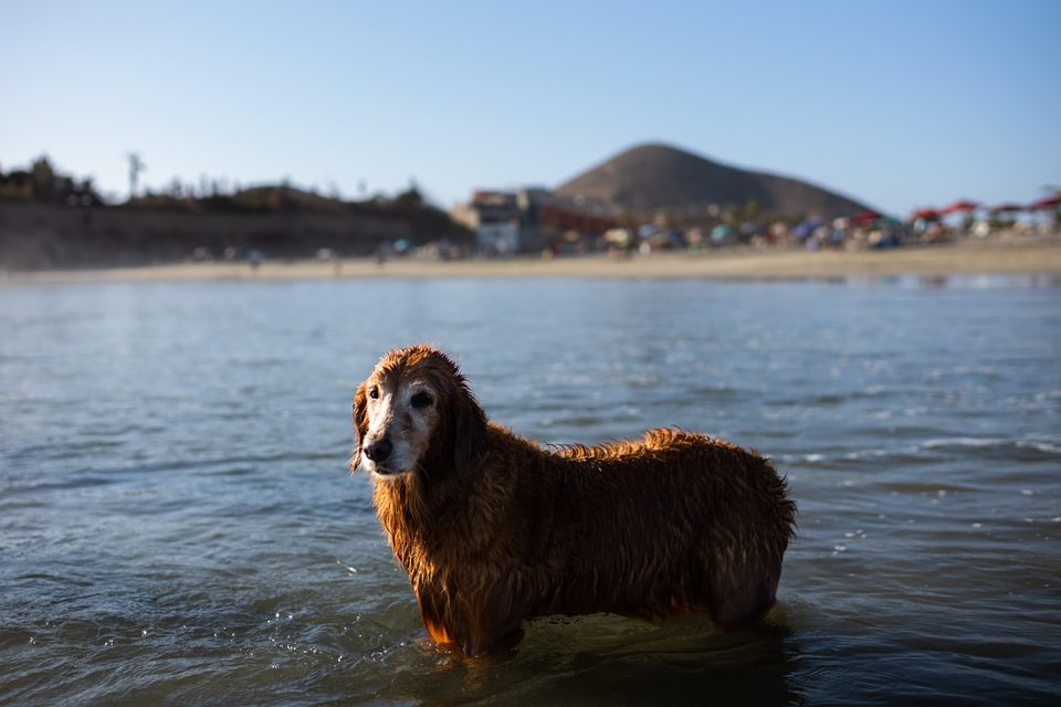 Documentary dog photography in Mexico, Dennis Berti (21)