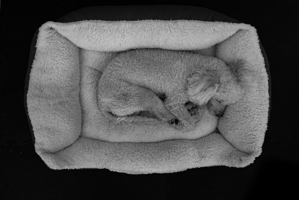 Fotografía documental de perros en México, Dennis Berti (40)