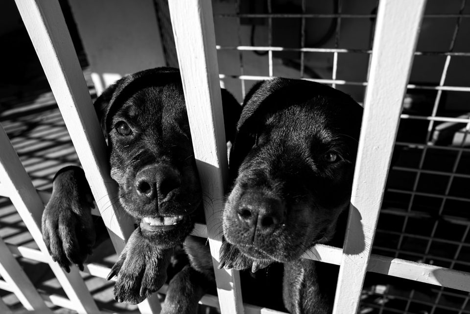 Documentary dog photography in Mexico, Dennis Berti (23)