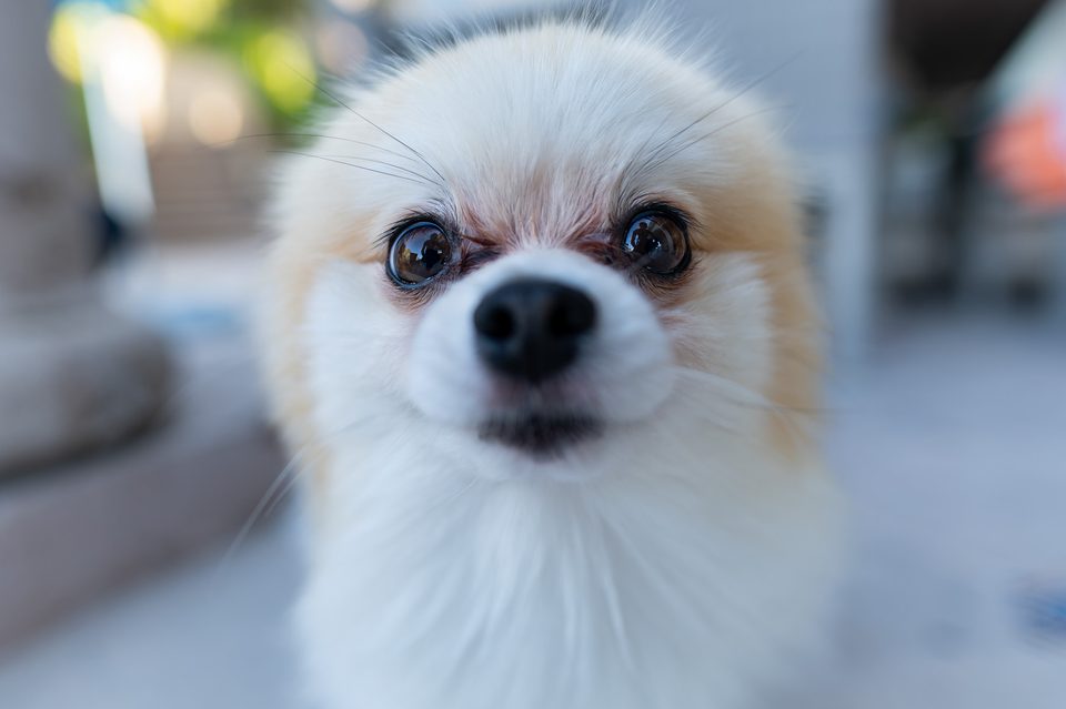 Fotografía documental de perros en México, Dennis Berti (14)