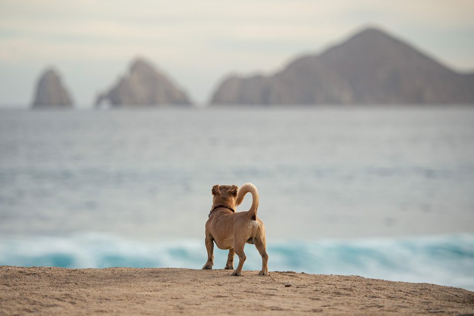 Documentary dog photography in Mexico, Dennis Berti (33)