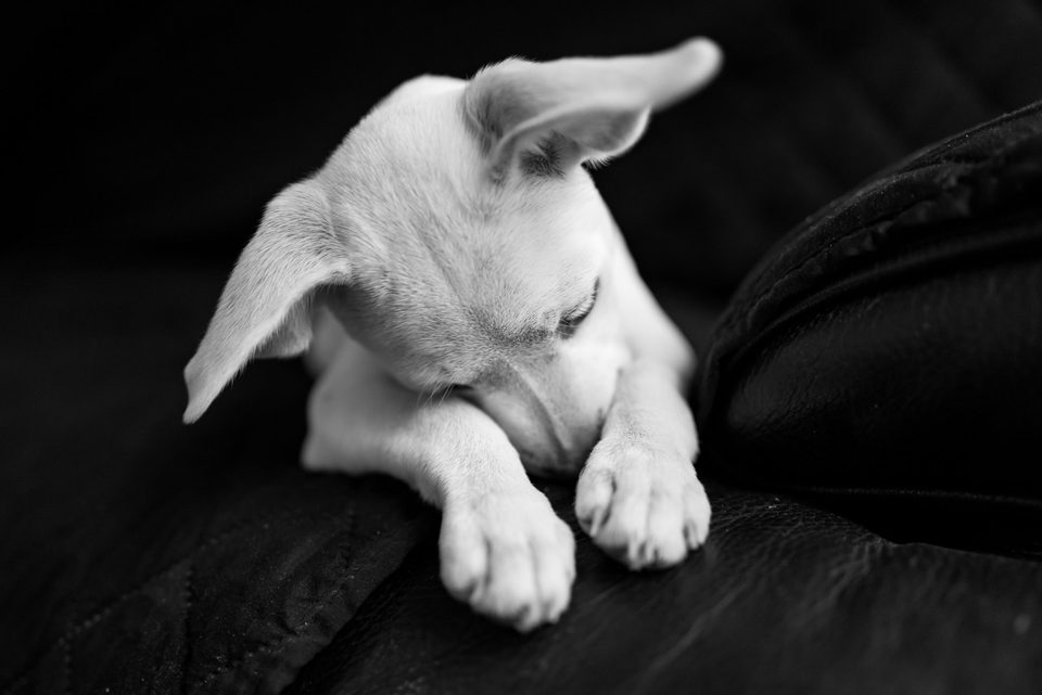Documentary dog photography in Mexico, Dennis Berti (27)