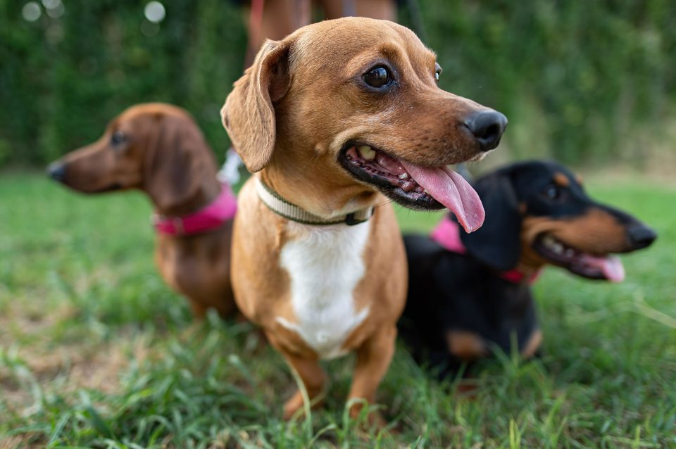 Documentary dog photography in Mexico, Dennis Berti (1)