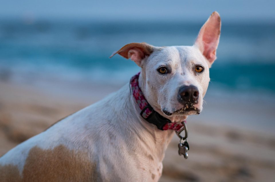 Documentary dog photography in Mexico, Dennis Berti (35)