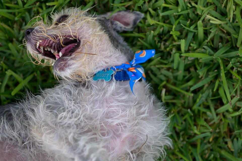 Documentary dog photography in Mexico, Dennis Berti (29)