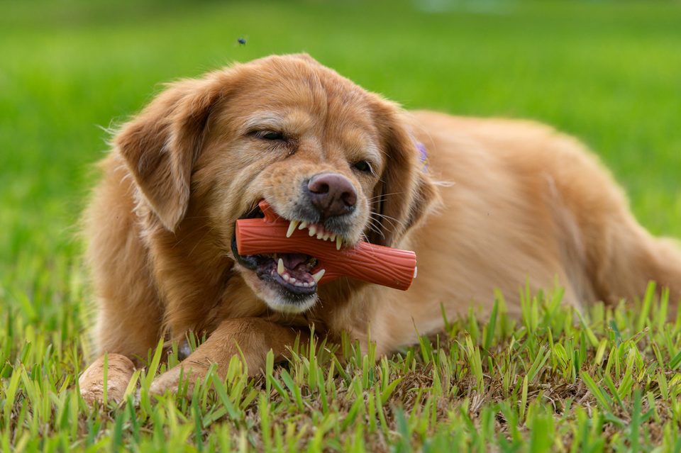 Documentary dog photography in Mexico, Dennis Berti (39)
