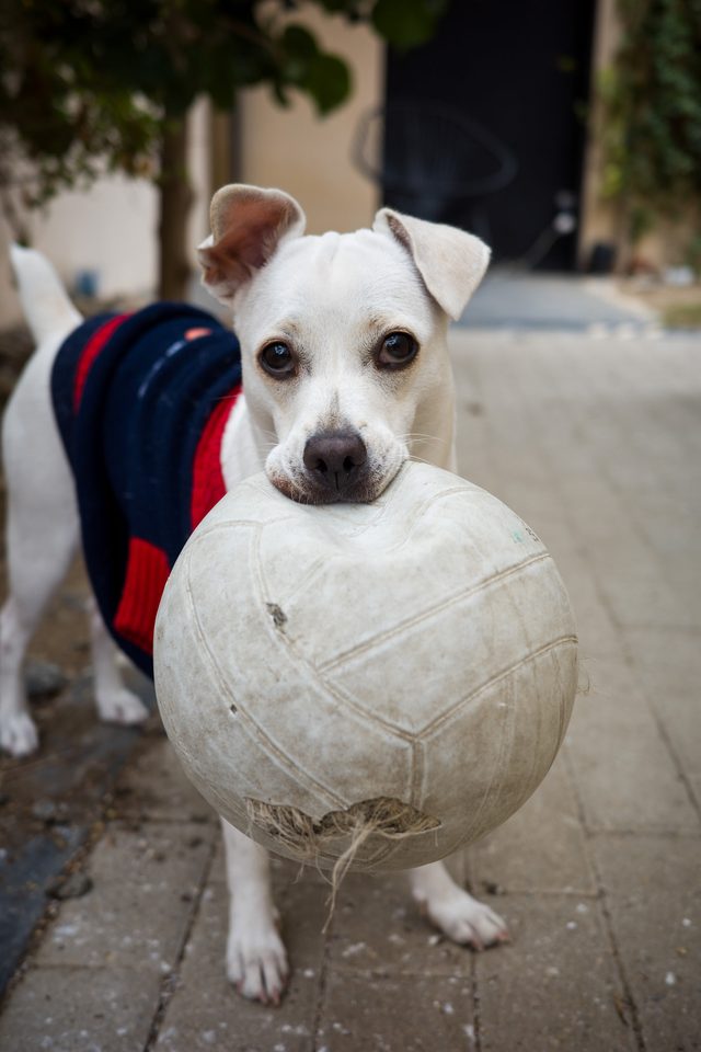Documentary dog photography in Mexico, Dennis Berti (37)