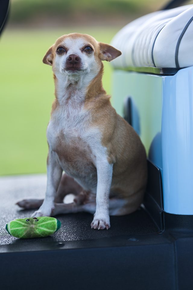 Documentary dog photography in Mexico, Dennis Berti (3)