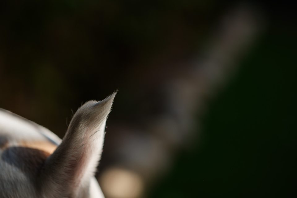 Fotografía documental de perros en México, Dennis Berti (36)