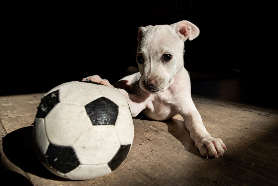 Documentary dog photography in Mexico by Dennis Berti